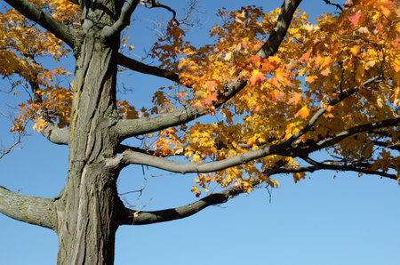 Looking upwards into the foliage of a large tree displaying autumn colour.