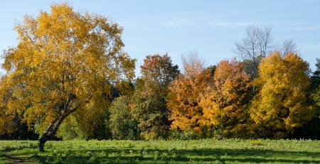 Autumn in My Neighbourhood.の写真素材