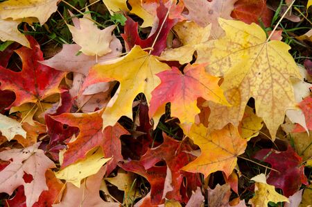 Red and yellow maple leaves that have fallen on a lawn.の写真素材