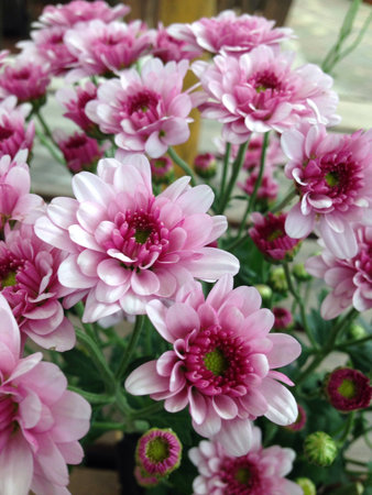 This beautiful pink flowers were used a table center piece in a restaurant in Tagaytay Philippinesの素材