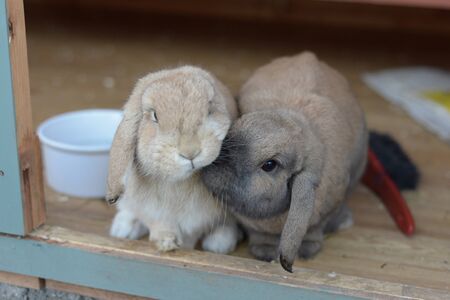 Netherlands dwarf lops pet rabbits give a nudge together, in a comforting and caring way as companionsの写真素材