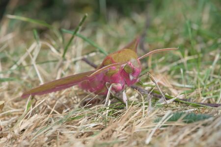 Front on low angle of a large pink and mustard elephant hawk moth on dry grass, with the compound eyes clearly visible.の写真素材