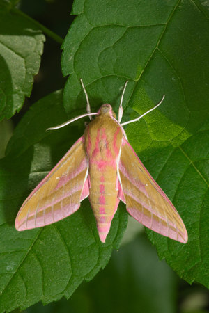 Large elephant hawk moth displays its vibrant colors at rest on some broad green leaves. The bright colors make the moth stand out from the leavesの写真素材