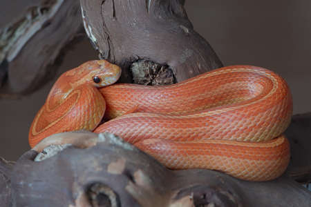 This yellow, orange and red striped corn snake is sat coiled in the parting of a thick branch. Sleek scales and gleam in the eye. Color pops.の写真素材