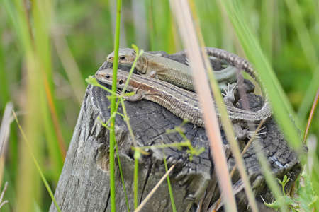 Amongst wetland plants, this common or viviparous lizard couple bask on a wooden post. Both look at the camera, show affection as tails overlapの写真素材