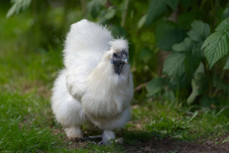 1 - Bright white and fluffy pet silkie bantam chicken walks towards camera.の写真素材
