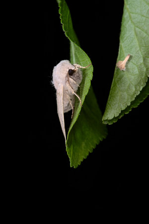 Bright cream colored moth clings to vibrant green leaf in this image with a black plain background....