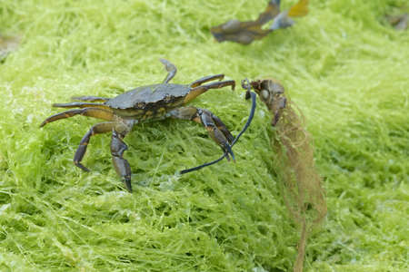 Common shore crab, also known as the european green crab, Carcinus maenas, stands on green seaweed wielding seaweed in its left claw.の写真素材