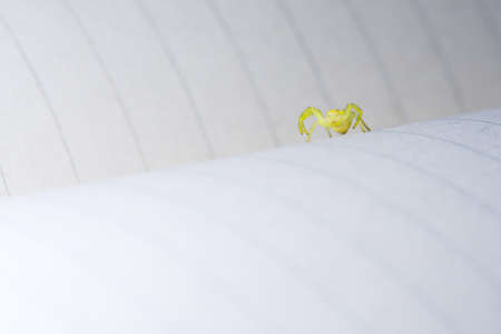 Low angle macro image identifying black footed yellow sac spider as it raises its front two pairs of legs.の写真素材