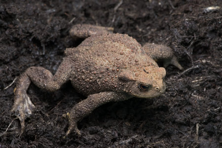Looking down onto a common toad sitting spread out on a dark compost mud background. The red...