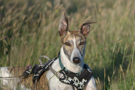 Striking face on medium portrait of pet greyhound dog staring at the camera. Big ears stand up in...