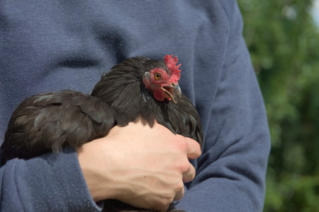 2 - Small black pekin bantam hen chicken squawks loudly as she is held in the arms of her youthful owner. Bright summer sunlight with blue jumper.の写真素材