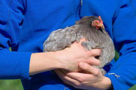 6 - Vibrant blue fleece background as young teenage man holds his pet grey pekin bantam hen chicken in his arms. Warm summer sunny daylight, outdoors.の写真素材