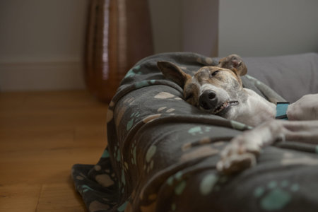 Pet adopted greyhound lives a comfortable domestic life in deep sleep on a comfy bed. Funny facial...