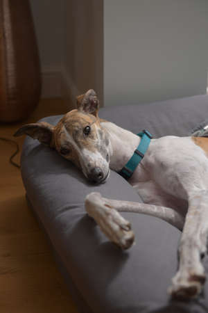 Adopted pet greyhound poses and looks at the camera as she lies on her bed. Striking big brown eyes shine in the lamp light. Modern house interior.の写真素材