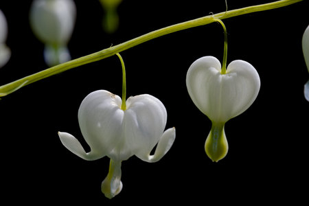 Macro close up image of isolated Dicentra spectabolis. Dark background highlights the hanging white...