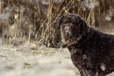 chocolate dog Labrador retriever stand by reedsの写真素材