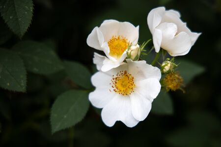 Three white flowers of rose-hip with dark green leavesの写真素材