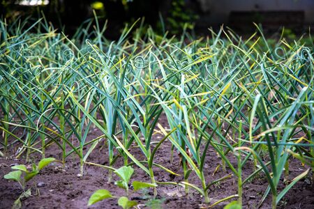Green sprouts of young garlic. Growing plants on farm close upの写真素材