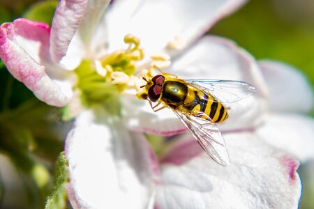 Syrphus vitripennis hoverfly on pink apple flowerの写真素材