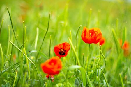 One red poppy on light green background. Poppyseeds. Copy spaceの写真素材