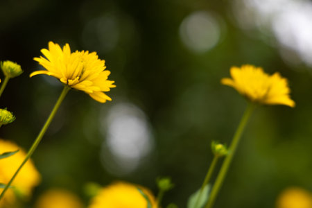Many yellow flower on blurred bokeh background