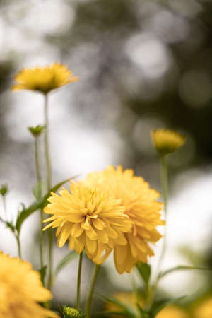 Many yellow flower on blurred bokeh backgroundの写真素材