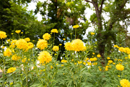 Many yellow flower on blurred bokeh backgroundの写真素材