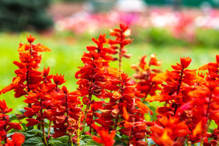 Many red flower on blurred green backgroundの写真素材