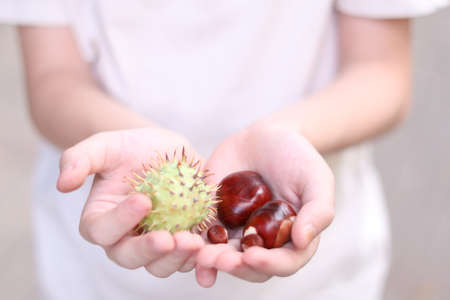 Autumn time. Handful of conkers. chestnuts in kids handの写真素材