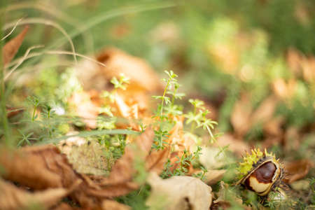 Chestnut on colorful autumn leaves background. Blurred, selective focus.の写真素材