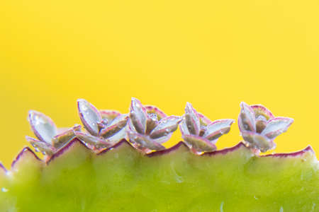 Seedlings of Kalanchoe plant sprout from the edge of the leaves of the stem.の写真素材
