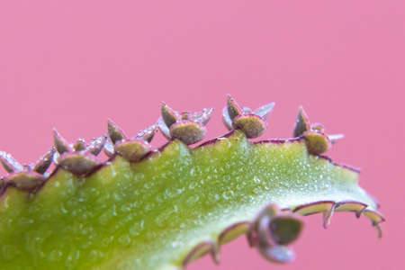 Seedlings of Kalanchoe plant sprout from the edge of the leaves of the stem.の写真素材