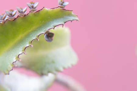Seedlings of Kalanchoe plant sprout from the edge of the leaves of the stem.の写真素材