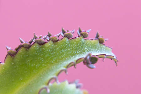 Seedlings of Kalanchoe plant sprout from the edge of the leaves of the stem.の写真素材