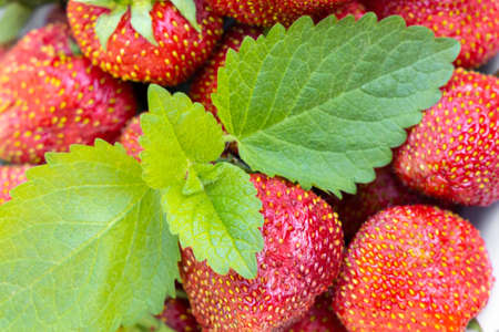 Strawberry with lemon mint in white plate on green backgroundの写真素材