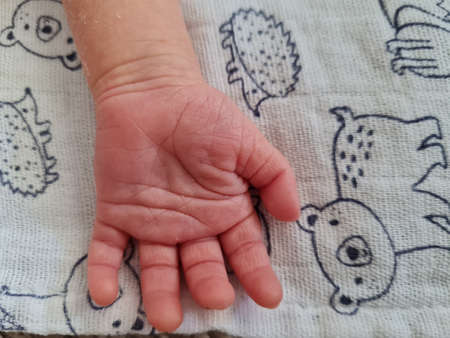 Cute newborn hand, close up. Small little baby girl hand. Little fingers. Hand over infantの写真素材