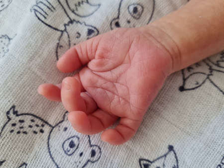 Cute newborn hand, close up. Small little baby girl hand. Little fingers. Hand over infantの写真素材