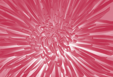 Viva magenta, new trendy color of 2023 year. Beautiful flower aster.