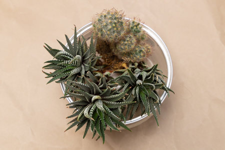 succulent plants collection bouquet arrangement in bowl craft paper background.の写真素材
