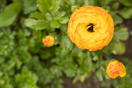 Yellow orange ranunculus flower close-up, top view, top view, garden flowersの写真素材