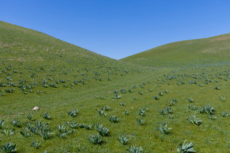 Field landscape in Kazakhstan steppeの写真素材