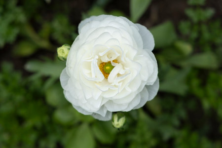 Ranunculus white flower close-up, top view, garden flowersの写真素材