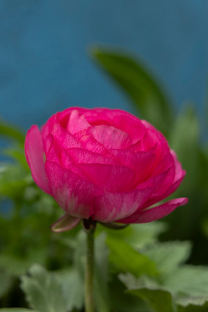 Pink ranunculus flower close-up, top view, garden flowersの写真素材
