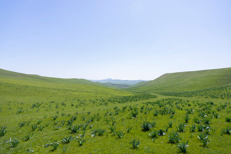 Field landscape in Kazakhstan steppeの写真素材