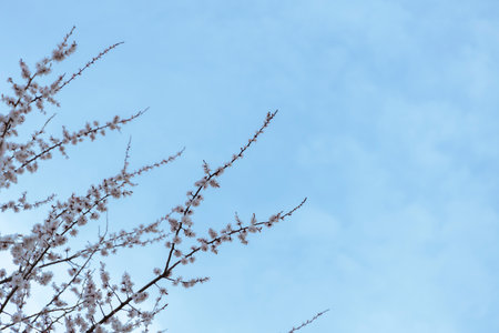 A beautiful spring branches of a blossoming tree covered with soft pink flowers. symbolizing growth, hope, and the arrival of spring.の写真素材