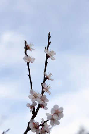 A beautiful spring branch of a blossoming tree covered with delicate white flowers against a soft blue sky.の写真素材