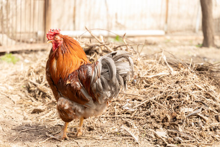 A close-up of a ginger rooster with a unique feature one missing eye. Illustrate related to farming, survival, countryside living, or the unique nature of animals.の写真素材
