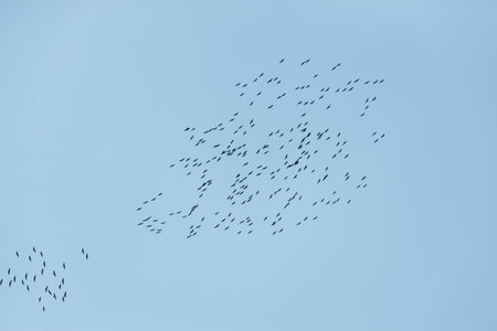The crane migration in the spring Kazakhstanの写真素材