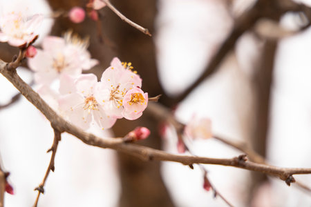 A beautiful spring branches of a blossoming tree covered with soft pink flowers. Spring timeの写真素材